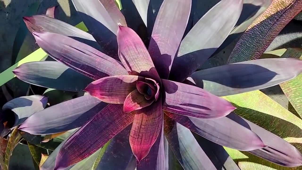 Vriesea Purple Diamond - Etsy